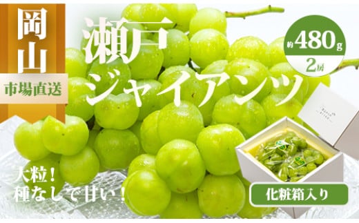 [令和7年発送・先行予約]岡山県産 瀬戸ジャイアンツ2房(1房480g以上)合計約1kg 化粧箱入り