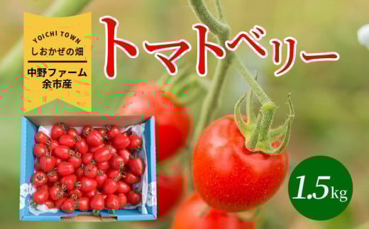 〔先行受付〕しおかぜの畑 中野ファーム 余市産 トマトベリー1.5kg(2025年初夏発送) ミニトマト 1018524 - 北海道余市町