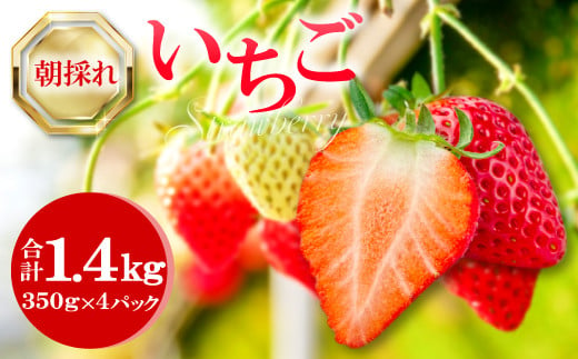 朝採れ　いちご 1.4kg（350g×4パック）【先行予約 いちご 果物 フルーツ 苺 イチゴ 1.4kg 350g 4パック 朝採れ 新鮮 ジューシー 冷蔵 期間限定 季節限定 早期予約】 857146 - 島根県益田市