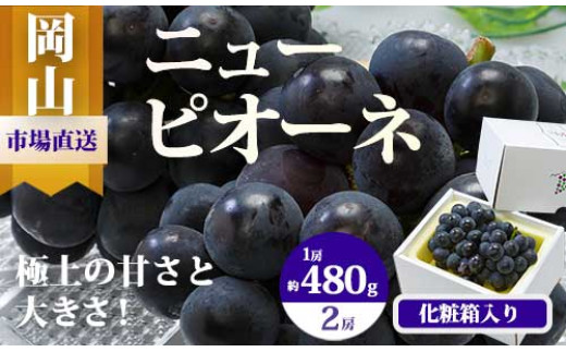 BS-18　【令和7年発送・先行予約】岡山県産　ニューピオーネ（1房480g以上）2房（約1kg）　化粧箱入り 1509671 - 岡山県和気町