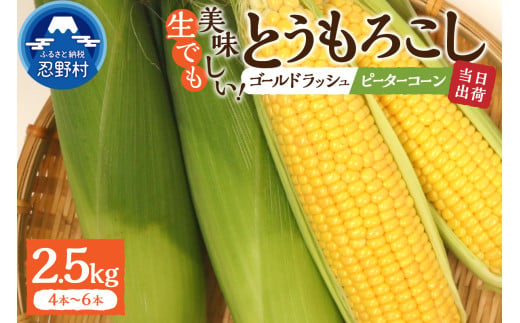 [先行予約] 富士北麓忍野村の気候、水、自然で作られた朝採りトウモロコシ[ピーターコーン・ゴールドラッシュ]詰め合わせセット4本〜6本(約2.5kg)※2025年8月上旬〜9月下旬頃に順次発送予定