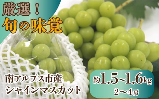 【25年発送先行予約】厳選！南アルプス市産　シャインマスカット　約1.5kg～1.6kg（2～4房） ALPDD010 905907 - 山梨県南アルプス市