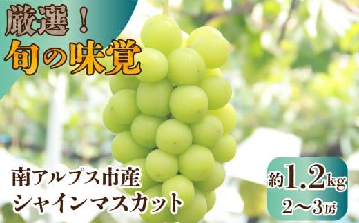 【25年発送先行予約】厳選！南アルプス市産　シャインマスカット　約1.2kg（2～3房） ALPDD009 905906 - 山梨県南アルプス市