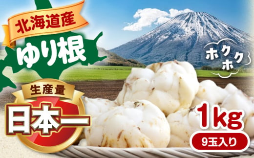 【11月以降順次発送!】 ゆり根 1kg（9玉・ギフト箱入り）《喜茂別町》【Aコープようてい】 ユリ根 ユリネ 北海道 季節の野菜 冬野菜 ギフト プレゼント 産地直送 [AJAK018] 10000 10000円 1万円 1257640 - 北海道喜茂別町