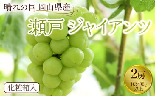 ぶどう 2025年先行予約 岡山県産 瀬戸ジャイアンツ2房(1房480g以上) 化粧箱入り 1329078 - 岡山県岡山市