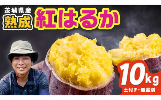 茨城県産 紅はるか 10kg 土付き 無選別 熟成 さつまいも 生芋 芋 サツマイモ 農薬不使用 化学肥料不使用 甘い 焼き芋 スイートポテト ねっとり
