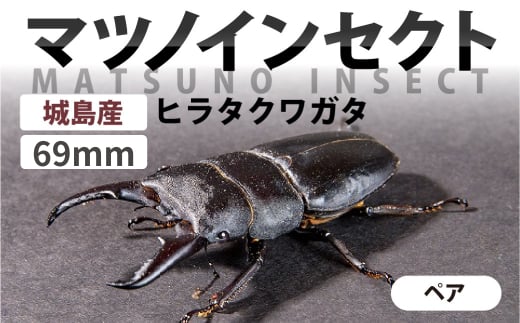 マツノインセクト 城島産 ヒラタクワガタ 69mm ペア  国産 田原 ブリーダー 松野 送料無料 愛知県 豊橋市