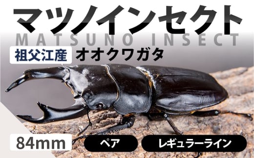 マツノインセクト 祖父江産 オオクワガタ 84mm ペア レギュラーライン 国産 祖父江 ブリーダー 松野 送料無料 愛知県 豊橋市 -  愛知県豊橋市｜ふるさとチョイス - ふるさと納税サイト