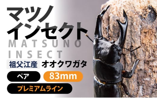 マツノインセクト 祖父江産 オオクワガタ 83mm ペア プレミアムライン 国産 祖父江 ブリーダー 松野 送料無料 愛知県 豊橋市｜ふるラボ