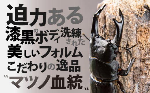 マツノインセクト 祖父江産 オオクワガタ 83mm ペア レギュラーライン 国産 祖父江 ブリーダー 松野 送料無料 愛知県 豊橋市 -  愛知県豊橋市｜ふるさとチョイス - ふるさと納税サイト