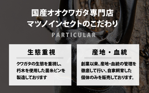 マツノインセクト 祖父江産 オオクワガタ 83mm ペア レギュラーライン 国産 祖父江 ブリーダー 松野 送料無料 愛知県 豊橋市 -  愛知県豊橋市｜ふるさとチョイス - ふるさと納税サイト