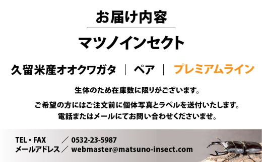 マツノインセクト 久留米産 オオクワガタ 83mm ペア プレミアムライン 国産 久留米 ブリーダー 松野 送料無料 愛知県 豊橋市｜ふるラボ