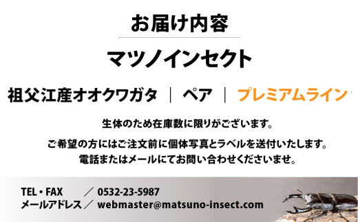 マツノインセクト 祖父江産 オオクワガタ 83mm ペア プレミアムライン 国産 祖父江 ブリーダー 松野 送料無料 愛知県 豊橋市｜ふるラボ