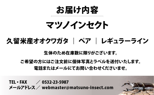 マツノインセクト 久留米産 オオクワガタ 84mm ペア レギュラーライン 国産 久留米 ブリーダー 松野 送料無料 愛知県 豊橋市 -  愛知県豊橋市｜ふるさとチョイス - ふるさと納税サイト