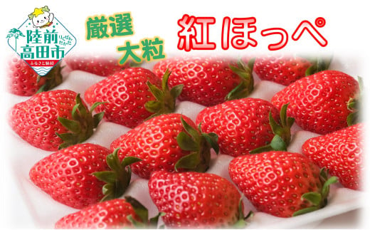 先行予約 【大粒/厳選】新鮮いちご 20粒×2シート 〈品種：紅ほっぺ〉 Happy Strawberry 旬の時期に収穫してすぐ発送！ 【 いちご フルーツ 旬 数量限定 人気 岩手 陸前高田 】2025年2月頃から順次発送