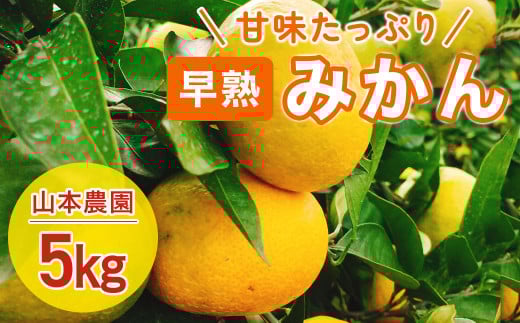 L-70 山本農園の早熟みかん ５kg　みかん ミカン 蜜柑 たらみかん 太良みかん 温州みかん 紅みかん 完熟みかん 甘熟 柑橘 国産 佐賀県産 太良町 こだわり 有機栽培 産地直送 贈答品 詰め合わせ 極甘 小玉
