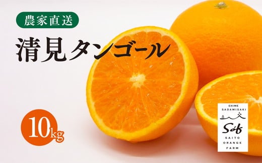 【先行予約】Saito Orange Farmの清見タンゴール10kg ｜ 柑橘 みかん ミカン フルーツ  果物 愛媛　※離島への配送不可　※2025年3月下旬頃より順次発送予定 1162926 - 愛媛県伊方町