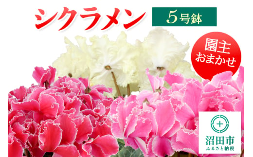 《12月以降発送》北海道・離島以外配送 シクラメン5号鉢 園主おまかせ