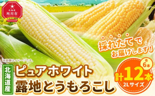 【先行予約】北海道産ピュアホワイト・露地とうもろこし　計12本 2025年8月下旬から発送開始予定 【 白いとうもろこし 人気 北海道産 糖度 生 野菜 スイートコーン 産地直送 バーベキュー BBQ コーン 旬 お取り寄せ 旭川市 北海道 送料無料 】_00113 914012 - 北海道旭川市