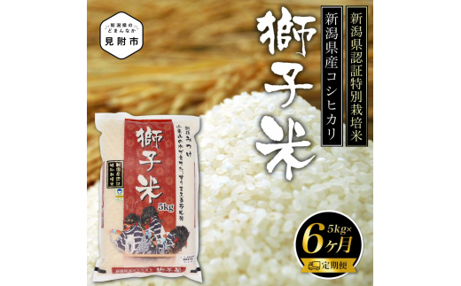 新潟 特別栽培米 令和6年産 コシヒカリ 「獅子米」 精米 30kg ( 5kg×6カ月 ）定期便 精米 したてを お届け 新潟 のど真ん中 見附市 こしひかり 米 お米 白米 国産 ごはん ご飯 県認証米 安心安全 1557041 - 新潟県見附市