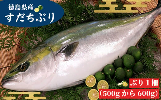 すだちぶり 柵状 500g ～ 600g 2025年10月～発送 ｜ 先行予約 すだち ぶり 刺身 さしみ さかな  鰤 丼 ご飯 魚 柑橘 冷蔵 切り身 塩 焼き 産地直送 ブランド みかん ごはん 米 鮮度 新鮮 ブリ 下処理済み 便利 簡単 手間 なし 国産 人気 徳島 鳴門 なると  1397288 - 徳島県徳島県庁