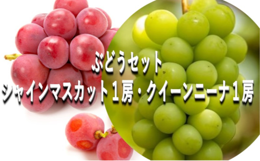 ぶどう [2025年 早期受付] ぶどうセット シャインマスカット 1房・ クイーンニーナ 1房(合計約1kg) ブドウ 葡萄 岡山県産 国産 フルーツ 果物 ギフト