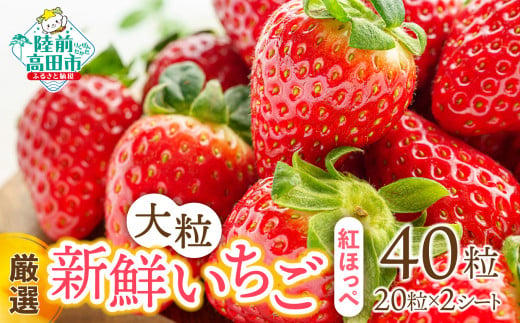 先行予約 【大粒/厳選】新鮮いちご 20粒×2シート 〈品種：紅ほっぺ〉 Happy Strawberry 旬の時期に収穫してすぐ発送！ 【 いちご フルーツ 旬 数量限定 人気 岩手 陸前高田 】2025年2月頃から順次発送