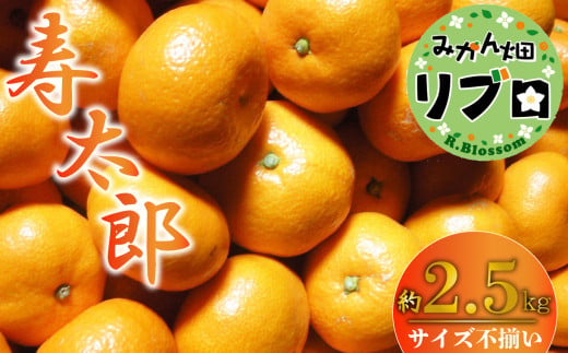 訳あり 寿太郎 みかん 2.5kg 産地直送 柑橘  1123479 - 静岡県沼津市