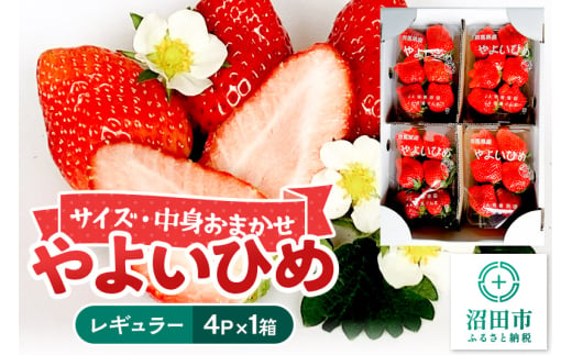 《2025年1月下旬以降発送》中身おまかせ「やよいひめ」レギュラーパック 250g 4パック×1箱