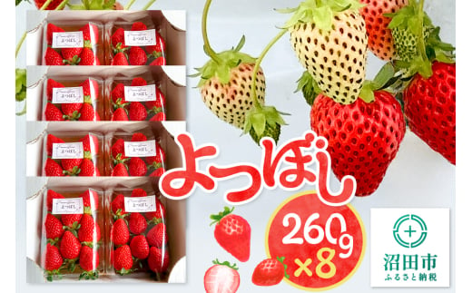 《2025年1月以降発送》関東限定配送 イチゴ よつぼし 約260gパック×8