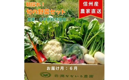 「先行予約」 令和7年 6月発送 野菜セット 朝採れ 新鮮 7種 栽培期間中 無農薬 信州 長野県＜出荷時期 :2025年6月1日出荷開始～2025年6月30日出荷終了＞【 産地直送 高原野菜 産直 季節の野菜 旬の野菜 農薬 長野県 佐久市 岩渕なないろ農園 旬彩】