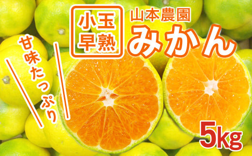 L-71 山本農園の小玉早熟みかん ５kg　みかん ミカン 蜜柑 たらみかん 太良みかん 温州みかん 完熟みかん 甘熟 早熟 柑橘 国産 佐賀県産 太良町 こだわり 有機栽培 産地直送 贈答品 詰め合わせ 極甘 小玉