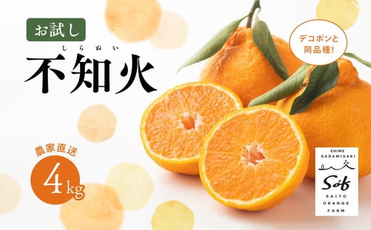 【先行予約】Saito Orange Farmの不知火4kg ｜ 柑橘 みかん ミカン フルーツ  果物 でこぽん デコポンと同品種 愛媛　※離島への配送不可　※2025年3月中旬頃より順次発送予定 1162933 - 愛媛県伊方町