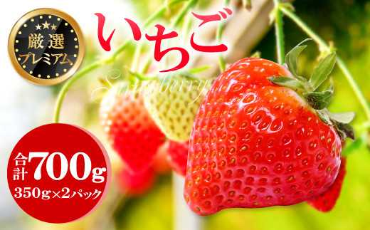 厳選プレミアム いちご（350g×2パック）【先行予約 いちご 甘い 果物 フルーツ 苺 イチゴ あまい 350g×2パック 厳選 プレミアム 冷蔵 期間限定 季節限定 早期予約 1月～2月発送】 324900 - 島根県益田市