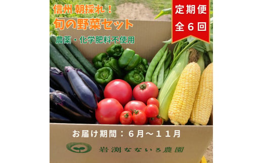 「先行予約」　定期便6回　野菜セット　朝採れ　新鮮　７種　栽培期間中　無農薬　信州　長野県　高原＜出荷時期 :2025年6月1日出荷開始～2025年11月30日出荷終了＞ 【 産地直送 高原野菜 産直 季節の野菜 旬の野菜 農薬 長野県 佐久市 岩渕なないろ農園 】 1553703 - 長野県佐久市