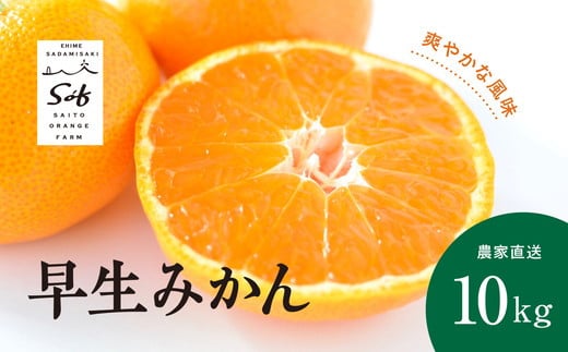 【先行予約】Saito Orange Farmの早生（わせ）みかん10kg ｜ 柑橘 みかん ミカン フルーツ  果物 愛媛　※離島への配送不可　※2024年11月中旬頃より順次発送予定 1162941 - 愛媛県伊方町