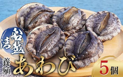 三陸山田産養殖あわび約48g×5個【船越湾漁業協同組合】【配送日指定不可】【沖縄・離島配送不可】山田町 海産品 三陸産 船越湾 鮑 YD-746