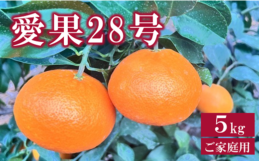 愛果28号 5kg ご家庭用 農園直送 先行予約 12月発送 愛媛 数量限定 愛媛県産 人気 柑橘 伊予市｜B256 1300485 - 愛媛県伊予市