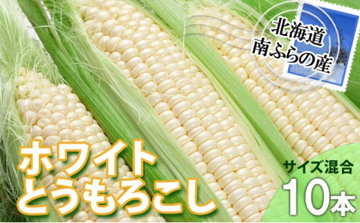 とうもろこし 北海道 朝採り トウモロコシ ホワイト 10本 サイズ混合 南ふらの産 ホワイトコーン 産地直送 旬 野菜 旬の野菜 コーン とうきび トウキビ 夏野菜 夏 2025年発送 590580 - 北海道南富良野町