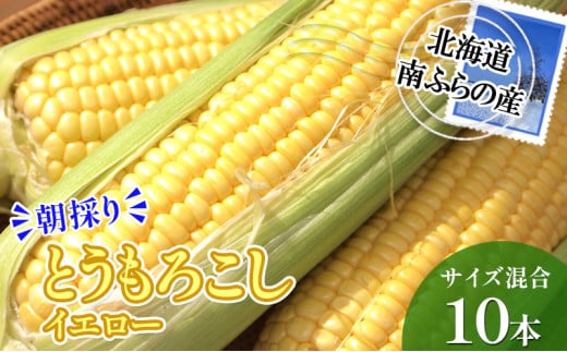 南ふらの産 朝採り とうもろこし (イエロー)【サイズ混合】10本 北海道 南富良野町 トウモロコシ とうきび トウキビ 2025年発送 先行予約 590737 - 北海道南富良野町