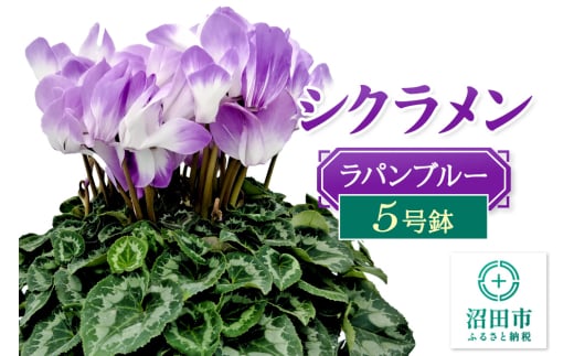 《12月以降発送》北海道・離島以外配送 シクラメン5号鉢 ラパンブルー