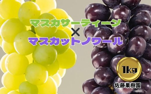 [No.5657-4119]白ぶどう(マスカサーティーン)＆黒ぶどう(マスカットノワール) 合計1kg以上 (各1房) 《佐藤果樹園》■2025年発送■※9月中旬頃～11月上旬頃まで順次発送予定