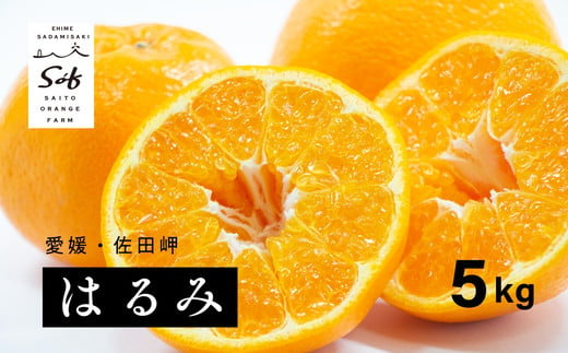 【先行予約】Saito Orange Farmのはるみ5kg ｜ 柑橘 みかん ミカン フルーツ  果物 愛媛　※離島への配送不可　※2025年2月中旬頃より順次発送予定 1162935 - 愛媛県伊方町