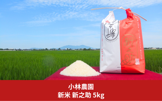 新米 新之助 5kg 新潟県産 令和6年産 2024年産 新之助(しんのすけ) [小林農園] 10000円以下 1万円以下 