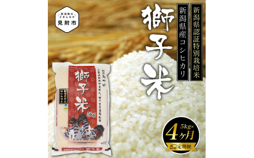 新潟 特別栽培米 令和6年産 コシヒカリ 「獅子米」 精米 20kg ( 5kg×4カ月 )定期便 精米 したてを お届け 新潟 のど真ん中 見附市 こしひかり 米 お米 白米 国産 ごはん ご飯 県認証米