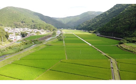 高知県土佐清水市のふるさと納税 令和7年8月～発送 新米 コシヒカリ 玄米 5kg 東京から最も遠い田舎からいち早くお届け！ きれいな水育ち 健康食品 こしひかり 米 お米 おこめ げんまい 高知県土佐清水市産 ビタミン ミネラル 食物繊維 お弁当 おにぎり 国産 先行予約【R01326】