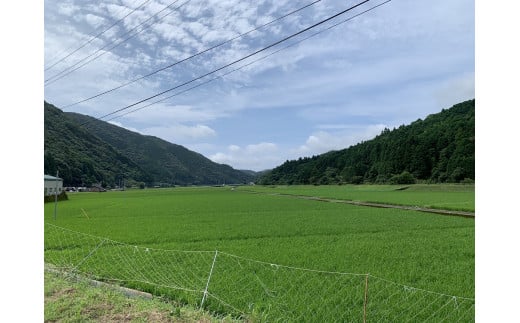 高知県土佐清水市のふるさと納税 令和7年8月～発送 新米 コシヒカリ 玄米 5kg 東京から最も遠い田舎からいち早くお届け！ きれいな水育ち 健康食品 こしひかり 米 お米 おこめ げんまい 高知県土佐清水市産 ビタミン ミネラル 食物繊維 お弁当 おにぎり 国産 先行予約【R01326】