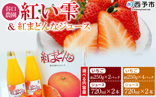 谷口農園のいちご「紅い雫」(約250g×2パック／4パック)＆紅まどんなジュース720ml×2本セット イチゴ 果物 フルーツ 紅マドンナ ストレートジュース 果汁100％ フジ・アグリフーズ 愛媛県 西予市【冷蔵】
