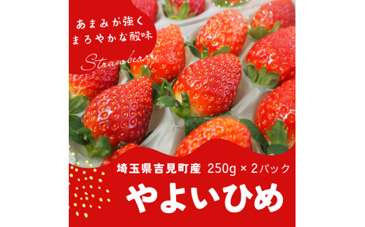 特選「吉見いちご」【やよいひめ】 253819 - 埼玉県吉見町
