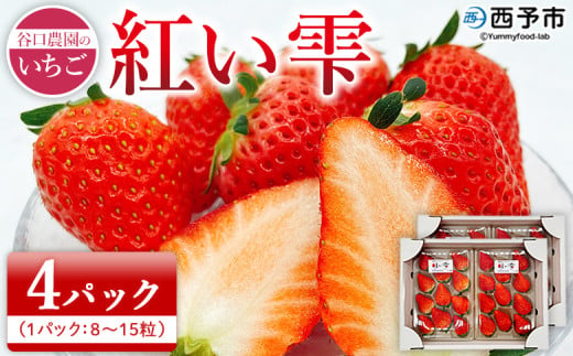 2025年発送＜谷口農園のいちご「紅い雫」約1kg（約250g×4パック）西予市 宇和町産＞ イチゴ 果物 フルーツ ストロベリー ジューシー 特産品 株式会社フジ・アグリフーズ 愛媛県 西予市【冷蔵】 300314 - 愛媛県西予市